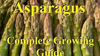 How To Grow Asparagus  Complete Growing Guide [upl. by Arawaj]