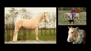 Registered Palomino Rocky Mountain Gaited TrailJumpingKid Friendly Gelding For Sale [upl. by Yddub255]