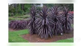 Cordyline  garden plants [upl. by Nofpets]