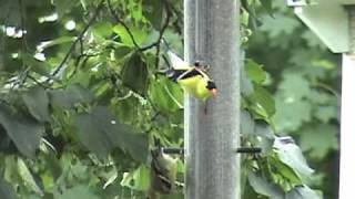 New Jersey State Bird  Eastern Goldfinch [upl. by Eimmat319]