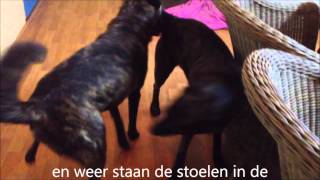 dekking lex en wanda zonder clip jan 2013 [upl. by Kcirddet459]