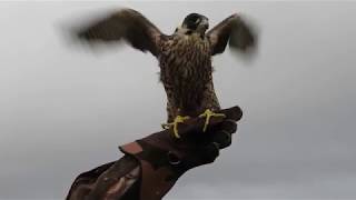 Kite training with Peregrine Falcon tiercel  200m [upl. by Atile]