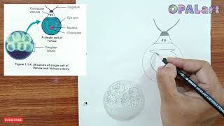 9th PB Biology Diagram 05Study of Volvox [upl. by Neltiac]