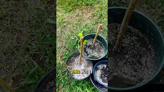 Regrow Mulberry Tree  Too Easy centralflorida easygardening mulberries [upl. by Anerec]