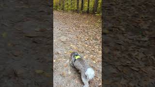 Havanese dog Coco trail walking [upl. by Euh]