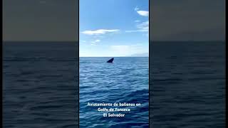 Pescadores tiene avistamientos de Ballenas en el Golfo de Fonseca [upl. by Yahsel3]