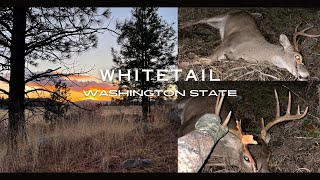 Whitetail Buck Washington State 2023 Hunt [upl. by Yasnyl711]