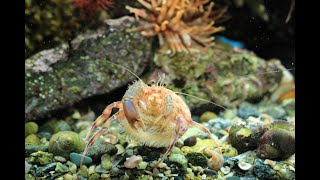 Pagurus Prideaux and Adamsia Palliata Hermit Crab and Cloak Anemone [upl. by Eelorac434]