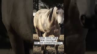 Comprendre les chevaux  😲 [upl. by Yalahs]