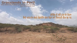 How India lost its finest Banni grasslands to an exotic species called Prosopis Juliflora [upl. by Eesdnil]