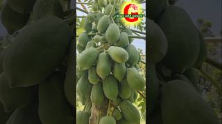 Papaya farming amazing method fruitsatisfyinggardeningfruitharvestsatisfyingfood [upl. by Narmis]