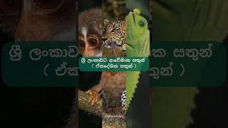 ශ්‍රී ලංකාවට ආවේණික සතුන්  Endemic animals in Sri Lanka [upl. by Karmen]