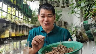 ODORLESS COMPOST IN 1MONTH EFFECTIVE FERTILIZER NA with ENG subs [upl. by Landri]