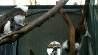 Flying baby monkey  tamarin near miss [upl. by Mcclish]