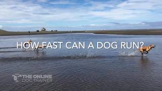 How fast can dogs run [upl. by Rustin]