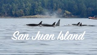 BEST Place to See Orcas in North America  San Juan Island Washington [upl. by Golliner]