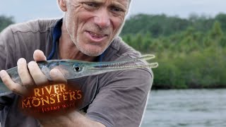 The Case Of The Coral Reef Killer  NEEDLE FISH  River Monsters [upl. by Nanoc]