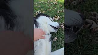 Coddle time🥰 shorts youtubeshorts viralvideo viralshorts fyp dogs cute love autumn 2024 [upl. by Nolak386]