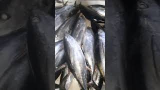 Yellowfin tuna fishery fish seafood food [upl. by Jillayne]