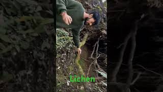 Lichen biology ytshorts shortvideo biofactslichen [upl. by Ennaxxor]