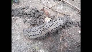 quotThe Biggest Slugquot  Limax maximus  aka Great Grey Slug Leopard Slug etc [upl. by Ydnes]