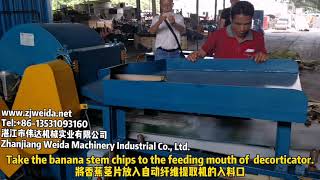 Banana stem Fiber Extraction Process Equipment chipping machineDecorticator Brushing Machine [upl. by Gettings]