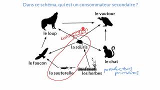 Les différents rôles de la chaine alimentaire [upl. by Kcinemod]