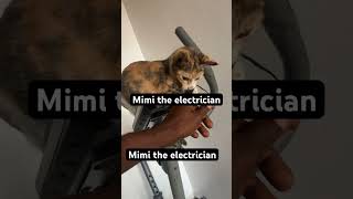 Mimi the electrician cat catlover [upl. by Zsuedat415]