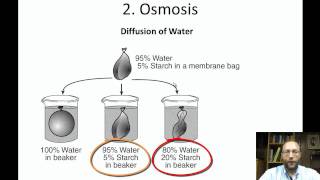 cell membrane permeability [upl. by Felicie]