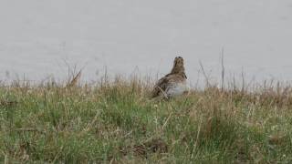 Common Snipe  Display Calls [upl. by Nodnol424]