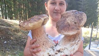 Funghi porcini Boletus edulis mushroom from the Carpathian mountains 2024 [upl. by Annas]