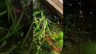 Mixing swordtails fish aquarium swordtailfish swordtail platy fishtankmollyfishmolliesguppy [upl. by Columbus]