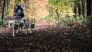 Sled Dog Racing Kivo kempentrail Knegsel 2011 [upl. by Eignat]