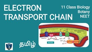 Electron Transport Chain in Tamil  Respiration  Botany I Class 11  NEET  TNSCERT [upl. by Kurth256]