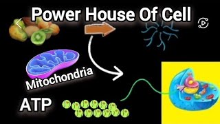 Mitochondria  The Power house of cell [upl. by Nitneuq999]