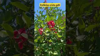 Erithrinacristagalli blooming erythrinacristagalli flowers gardening [upl. by Yordan737]