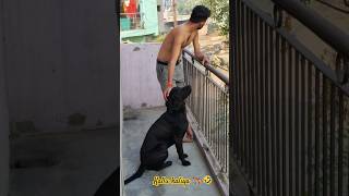 Kallu kalliya 🐶🤣 shiro 2024 funny vlog [upl. by New285]