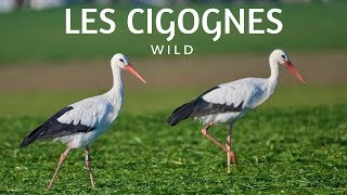 LA CIGOGNE BLANCHE ET SES CIGOGNEAUX [upl. by Faso716]