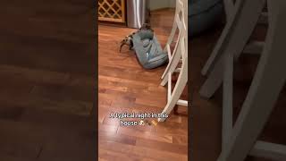 Playful Puppy Drags Bed Around the House [upl. by Ethbin]