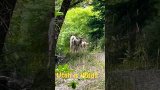 Utah Timpanogos National Park Wild life travel wildlife utah shorts [upl. by Cynth]