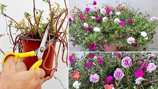 5 URGENT Things To Do On Portulaca NOW For HEAVY Flowering [upl. by Wilkens]