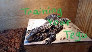 Training my Argentine Tegu [upl. by Auhsaj772]