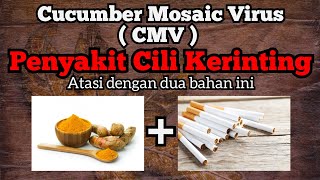 TUTORIAL  Cara elak cili kerinting  Hanya perlu dua bahan [upl. by Ailhat661]