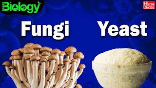 What are Fungi  What are Yeasts  Bread Mould  Biology  Home Revise [upl. by Pattison]