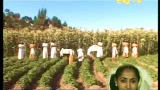 Tigrinya  ትግርኛ  Tigrinya Folklore Of Rainy and Harvest Seasons and Associated Traditions [upl. by Ahgem766]