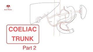 Drawing to learn Anatomy with Khoa  The Coeliac trunk part 2 [upl. by Consolata]