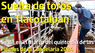 Se realiza suelta de toros en Tlacotalpan por Fiestas de la Candelaria [upl. by Phalan]