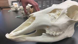 Comparison of Mammal Dentitions [upl. by Lalla]