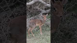 The smallest antelope in the world shorts antelopes animals mammals [upl. by Airemahs]