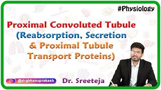 Proximal Convoluted Tubule  Reabsorption Secretion and Proximal Tubule Transport Proteins  USMLE [upl. by Kayne]